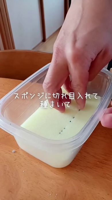 切れ目を入れたスポンジに小松菜の種をまく
