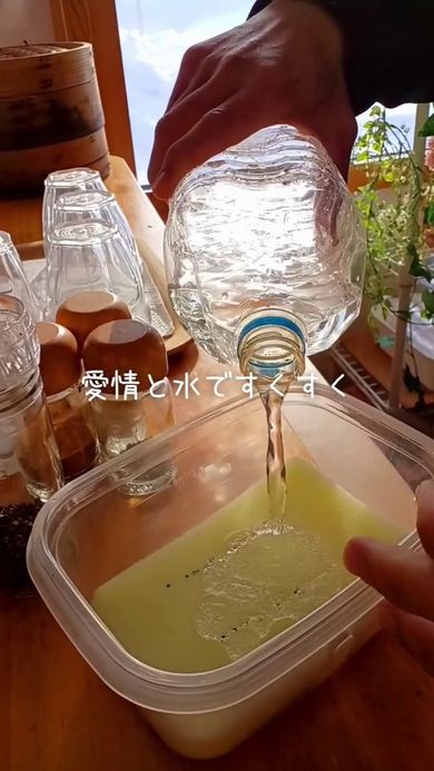 栽培容器内の小松菜の種に水を与える