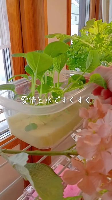 スポンジ上で育った小松菜の苗