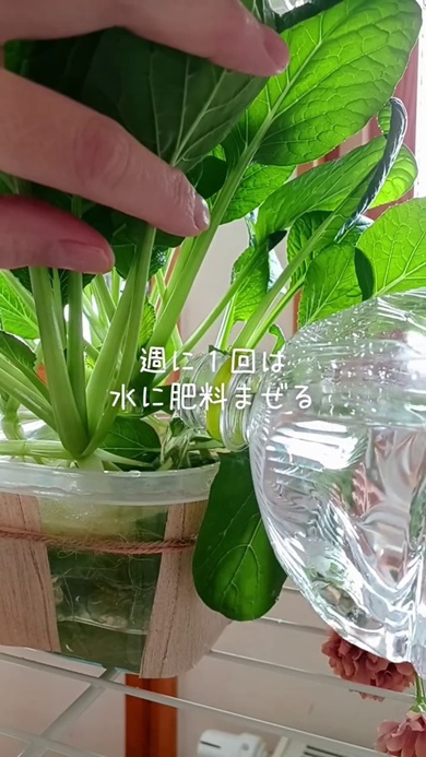 ペットボトルで根が伸びる空間を設ける