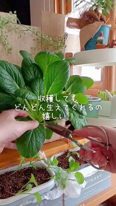 室内で立派に育った小松菜