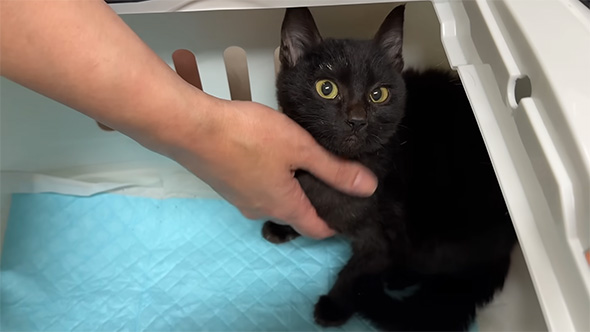 すりすりする子猫