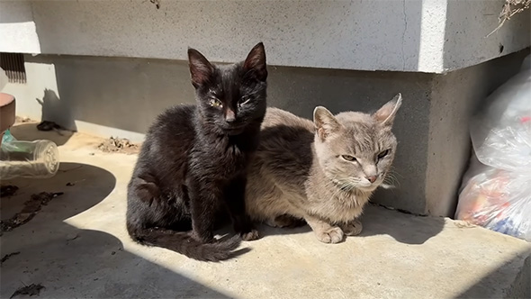 寄り添う親子猫