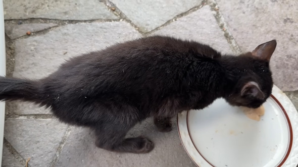 ちゅ〜るを食べる子猫