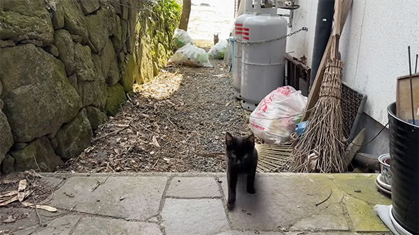 寄ってくる子猫