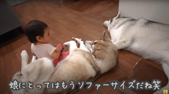 光のはやさでデカくなったデカワンコ