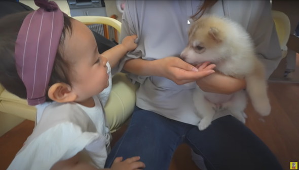 光のはやさでデカくなったデカワンコ