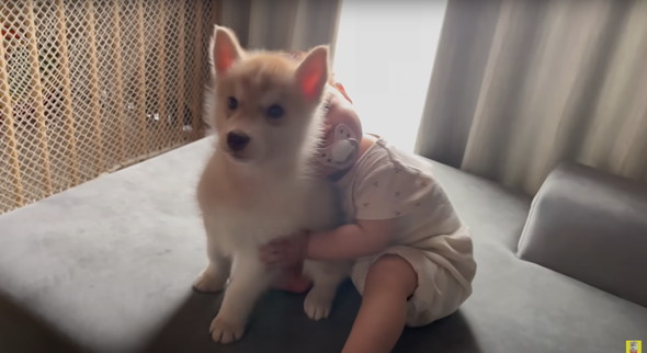 光のはやさでデカくなったデカワンコ