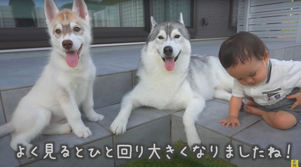 光のはやさでデカくなったデカワンコ