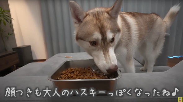 光のはやさでデカくなったデカワンコ