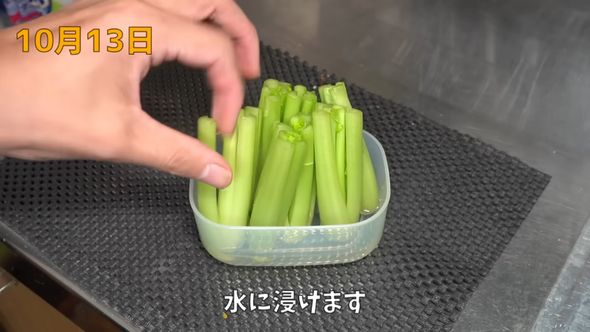 カットした小松菜の根元を水にひたす