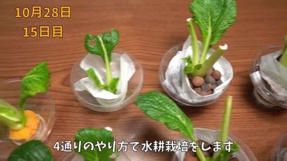 ペットボトルを加工した容器で小松菜を栽培
