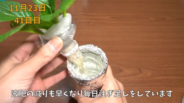 小松菜に液体肥料を追加