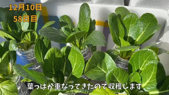 第1回目の収穫を迎えた栽培58日目の小松菜