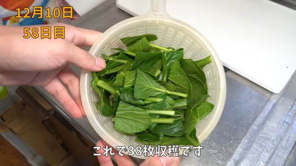 第1回目の収穫で得た38枚の小松菜の葉