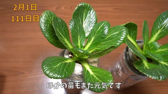 栽培111日目の小松菜