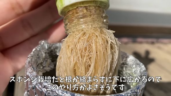 スポンジを通過して下へ広がるように伸びた根