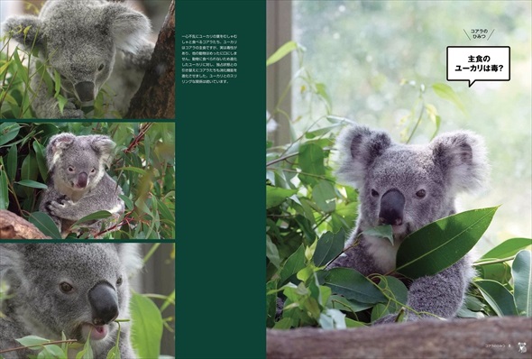 書籍『コアラのひみつ』発売