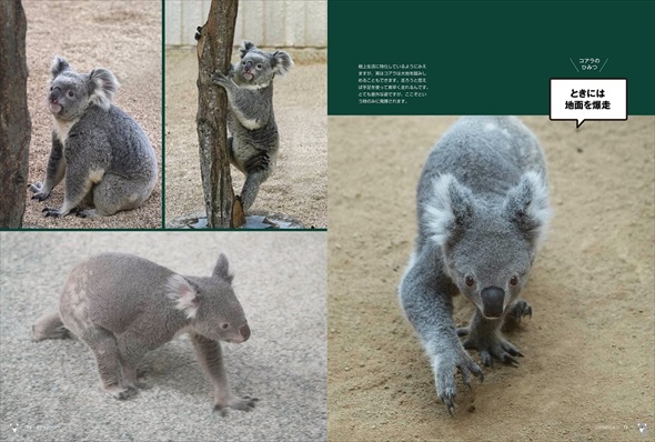 書籍『コアラのひみつ』発売