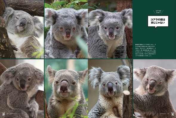 書籍『コアラのひみつ』発売
