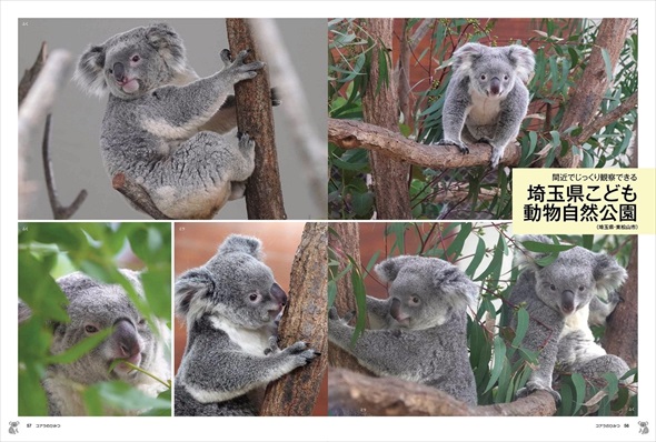 書籍『コアラのひみつ』発売