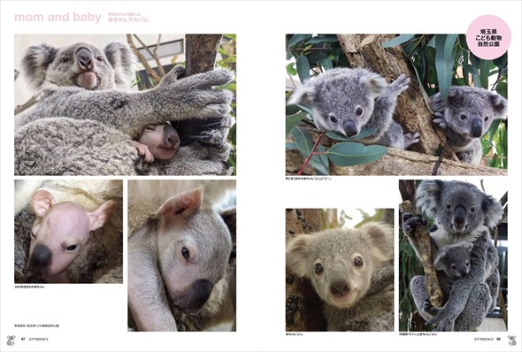 書籍『コアラのひみつ』発売