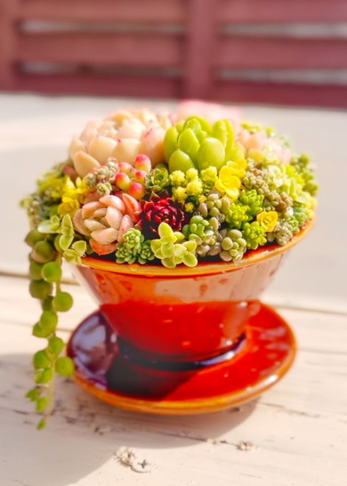 コーヒードリッパーに多肉植物の寄せ植え