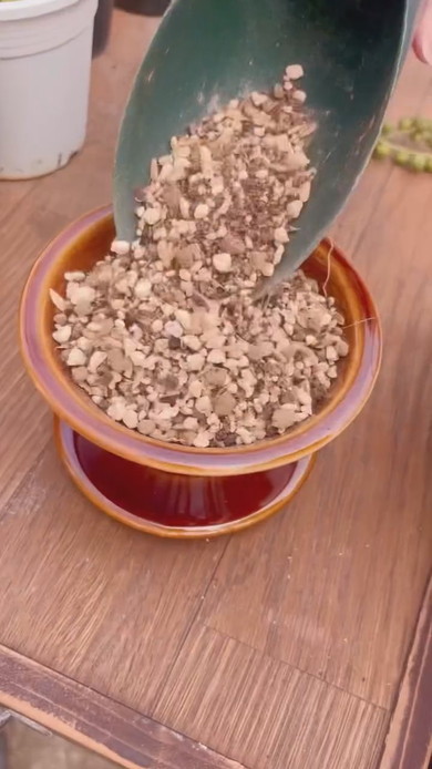 コーヒードリッパーに多肉植物の寄せ植え