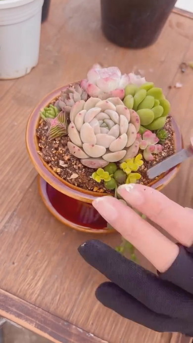 コーヒードリッパーに多肉植物の寄せ植え