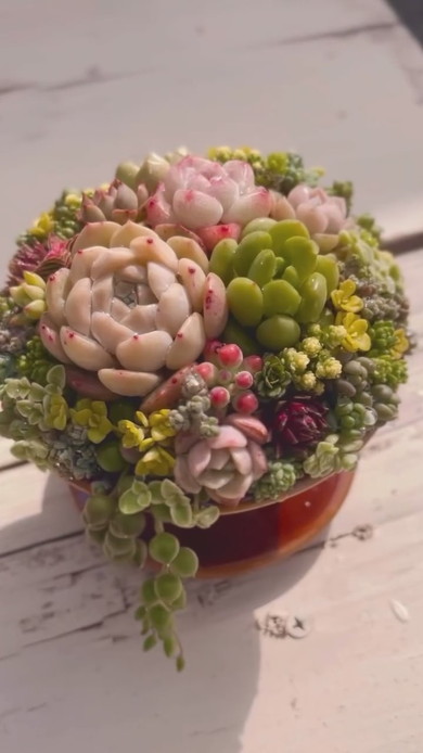 コーヒードリッパーに多肉植物の寄せ植え