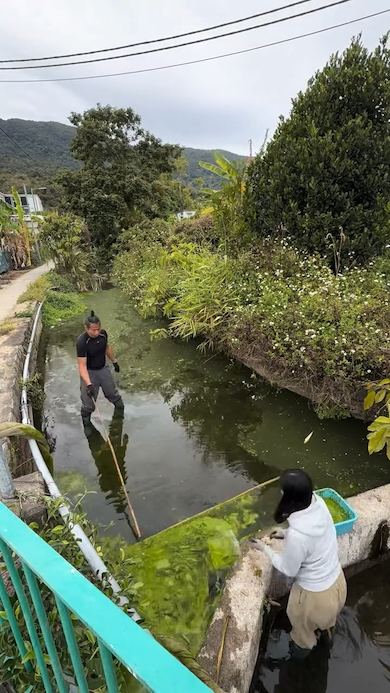 奥の藻類を棒で手前に集めてくる