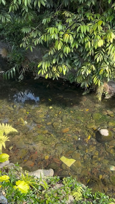 清掃終了後の小川