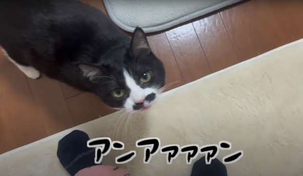 甘えん坊な黒白ハチワレのくろまめちゃん