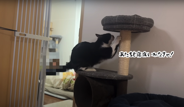 「あたちも寝床行かなきゃ！」