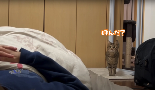 まさかの「うすくち（キジトラ）」ちゃんが登場