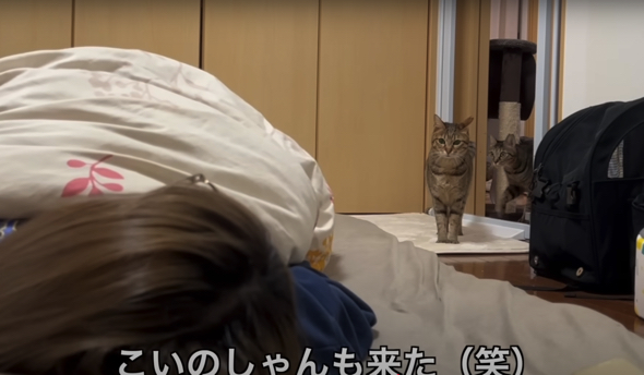 「こいくち（キジトラ）」ちゃんもやって来ました