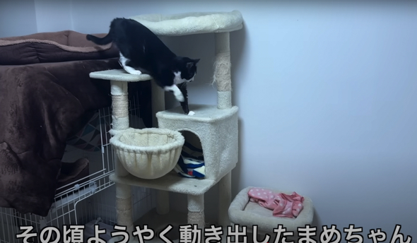 ようやく動きだしたくろまめちゃん