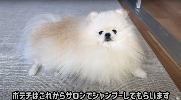 サロン帰りのワンコを見た猫の反応