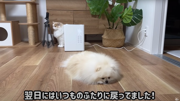 サロン帰りのワンコを見た猫の反応