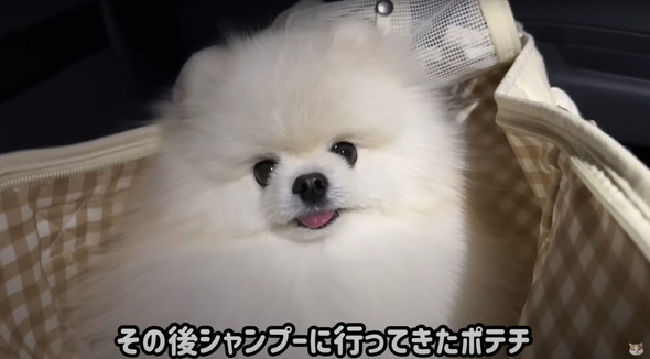 サロン帰りのワンコを見た猫の反応