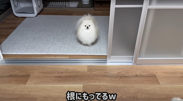 サロン帰りのワンコを見た猫の反応