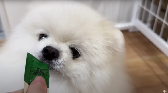 サロン帰りのワンコを見た猫の反応