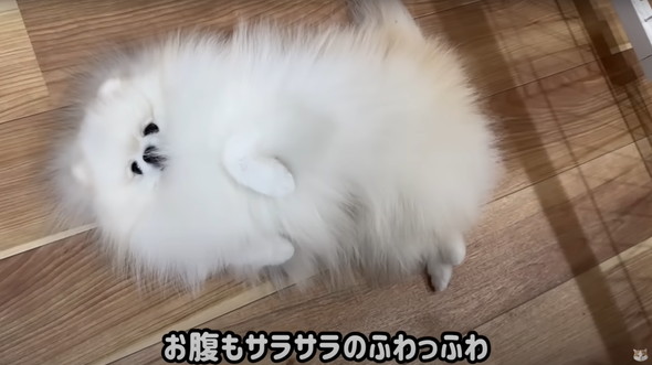 サロン帰りのワンコを見た猫の反応