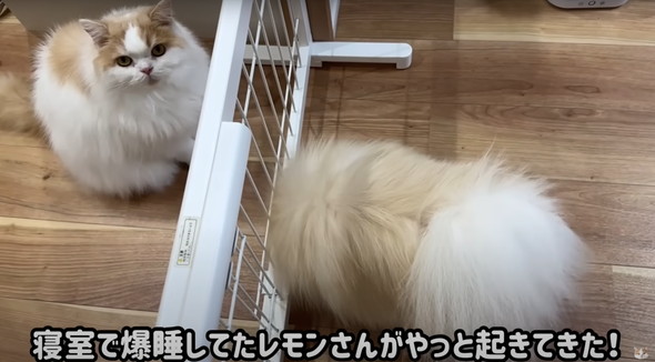 サロン帰りのワンコを見た猫の反応