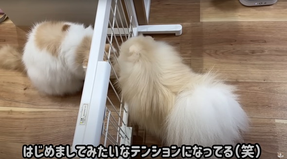 サロン帰りのワンコを見た猫の反応