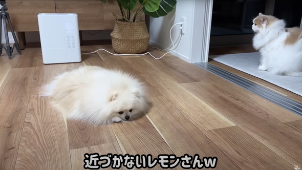 サロン帰りのワンコを見た猫の反応