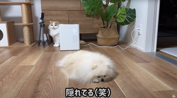 サロン帰りのワンコを見た猫の反応