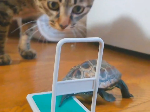 台車から降りたカメ