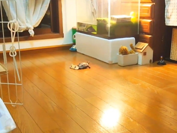 スケボーから降りたカメ