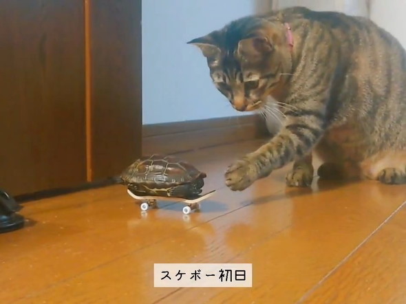 スケボーに乗ったカメ